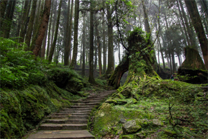 Alishan National Park